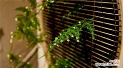 以文竹开花的象征与文竹养护小窍门 文竹开花寓意与养殖之道