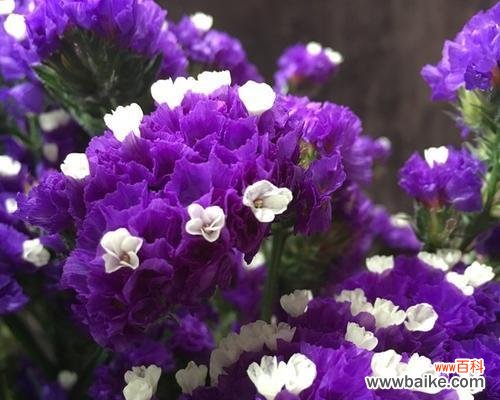 揭开勿忘我背后的神秘面纱 勿忘我