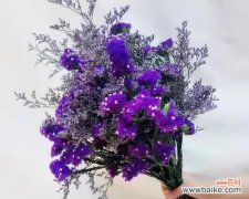 揭开勿忘我背后的神秘面纱 勿忘我