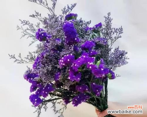 揭开勿忘我背后的神秘面纱 勿忘我