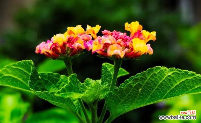 传递希望与美丽的五色梅 五色梅花语