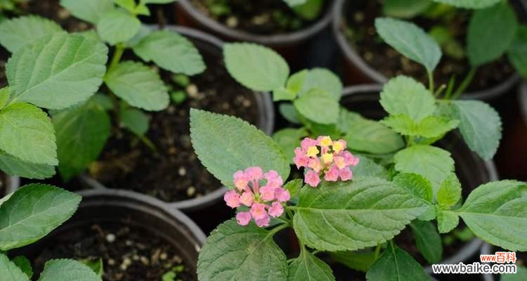 传递希望与美丽的五色梅 五色梅花语