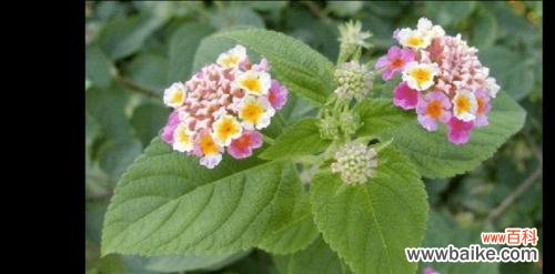 传递希望与美丽的五色梅 五色梅花语