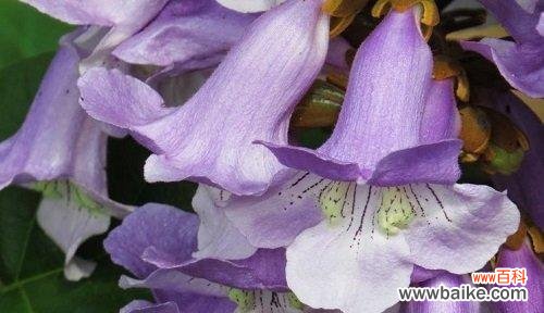 一朵小小花中蕴含的大智慧 梧桐花的寓意与营养价值