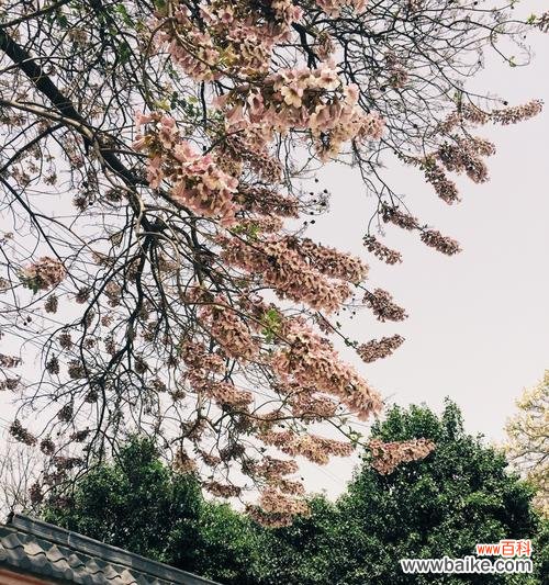 一朵小小花中蕴含的大智慧 梧桐花的寓意与营养价值