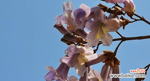 一朵小小花中蕴含的大智慧 梧桐花的寓意与营养价值