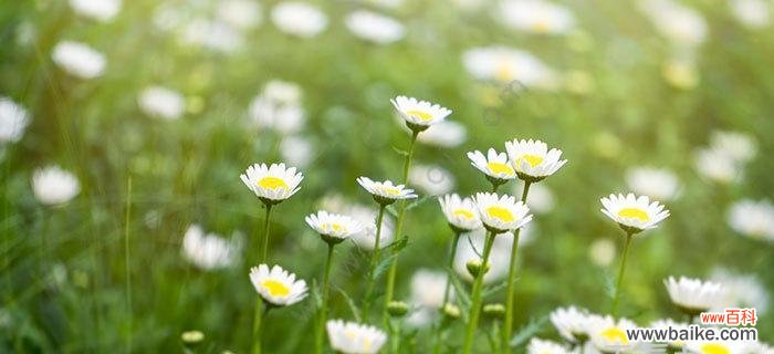 揭示绿色雏菊的深层含义 绿色雏菊的花语与寓意