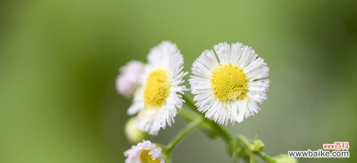 揭示绿色雏菊的深层含义 绿色雏菊的花语与寓意