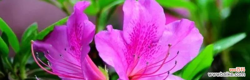 揭示杜鹃花作为象征的深层内涵 杜鹃花的象征意义与寓意