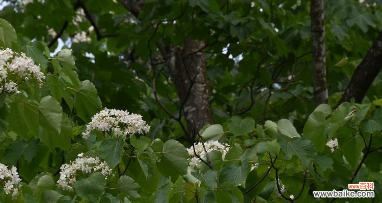 梧桐花的美丽与寓意 梧桐花的象征意义与文化传承