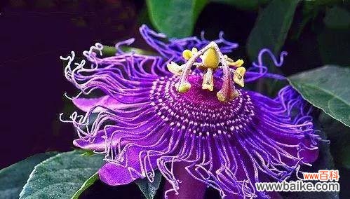 传承千年的神秘花朵 神秘传说与美丽花语——探寻以西番莲的魅力