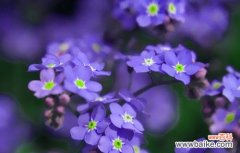 美丽而深刻的勿忘我花 以勿忘我花的意义和象征