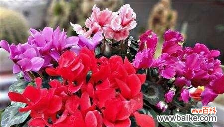 仙客来花语的内涵及文化底蕴 仙客来花语与寓意解读