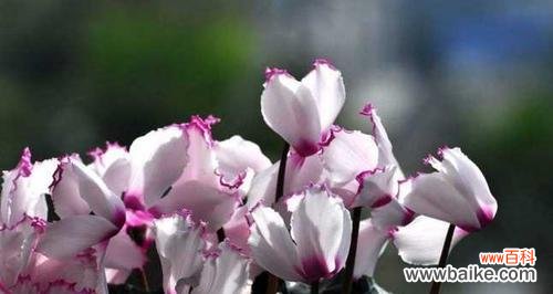 仙客来花语的内涵及文化底蕴 仙客来花语与寓意解读