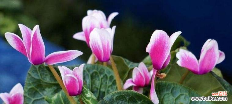 仙客来花语的内涵及文化底蕴 仙客来花语与寓意解读
