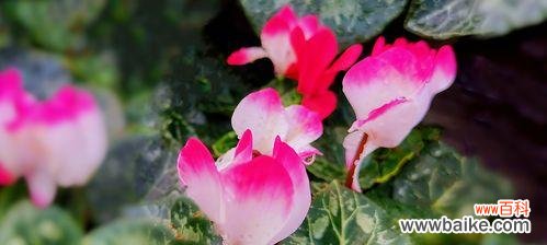 传递情感的花朵 以仙客来的花语及含义