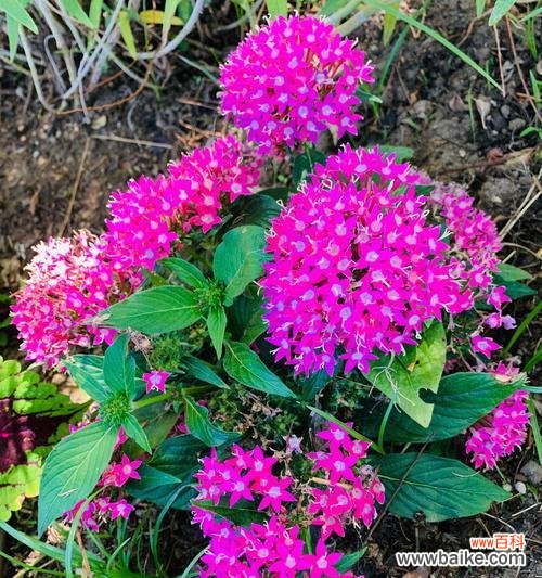 揭秘仙丹花的神秘力量 仙丹花