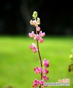 细数夏季芬芳与美丽的植物世界 夏日的绿意盎然——以夏天代表性的植物为主题