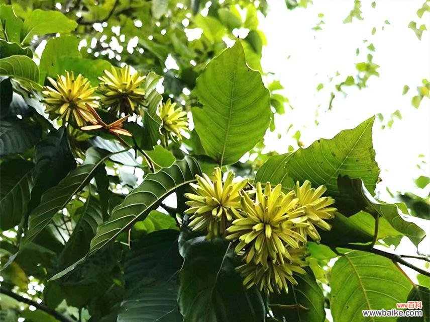 喜树 喜树寓意与象征——探究幸福的树