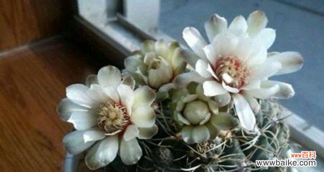 揭示仙人球白色花朵的内涵与意义 仙人球白色花朵的象征意义