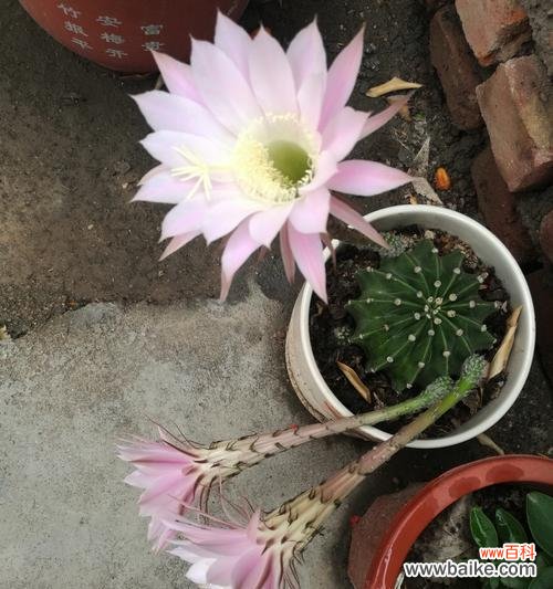 揭示仙人球白色花朵的内涵与意义 仙人球白色花朵的象征意义