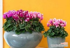 以花朵寄托情感的内向人 仙客来花语与寓意