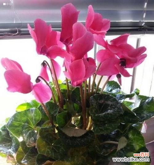 以花朵寄托情感的内向人 仙客来花语与寓意