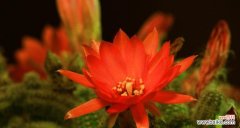 探寻仙人指花的奥秘 仙人指花的神秘意义