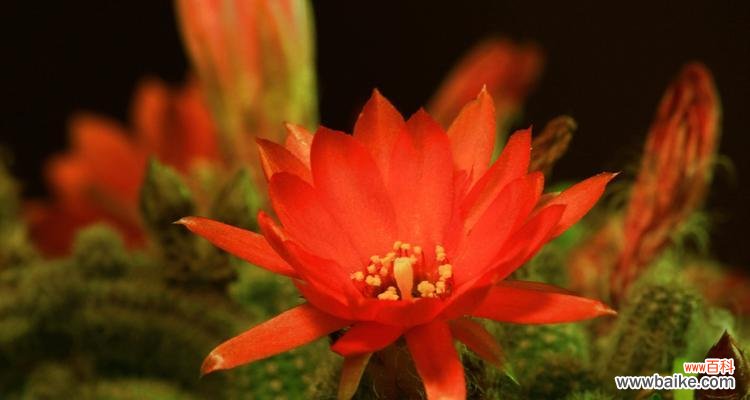 探寻仙人指花的奥秘 仙人指花的神秘意义