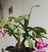 揭开仙人指的神秘面纱 仙人指花