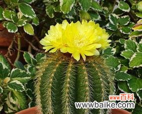 生命的坚韧与自我保护力 仙人掌的寓意与象征