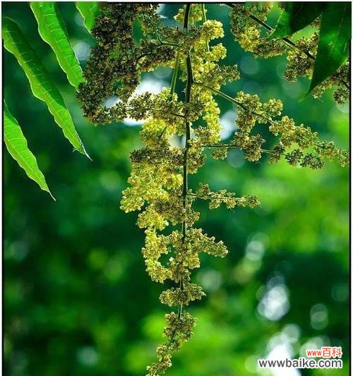 香椿树开花预示着丰收和新的开始 香椿树开花的象征意义及传说故事