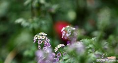 以香雪球花为媒介 香雪球的花语及作用