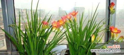 花开如雪 香雪兰,花开寓意,传说故事传承