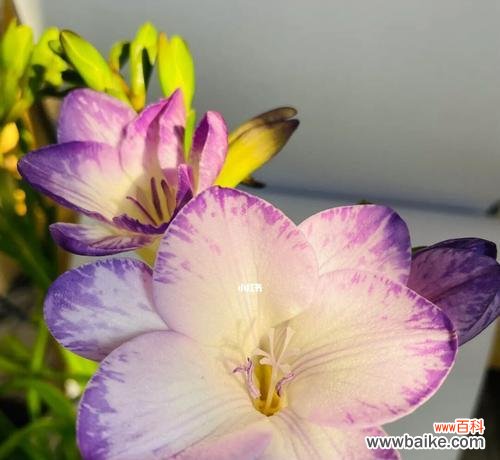 花开如雪 香雪兰,花开寓意,传说故事传承