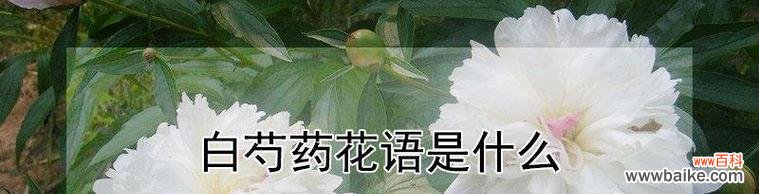 香水草的神秘魅力及传说起源 香水草的花语与文化传说