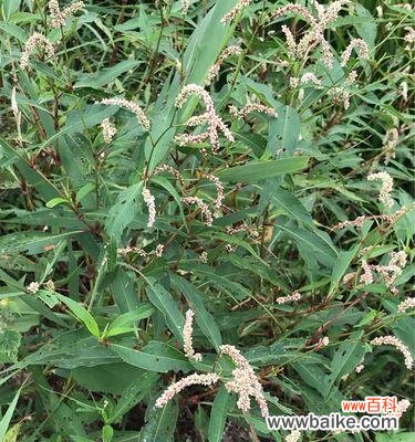 香水草的神秘魅力及传说起源 香水草的花语与文化传说