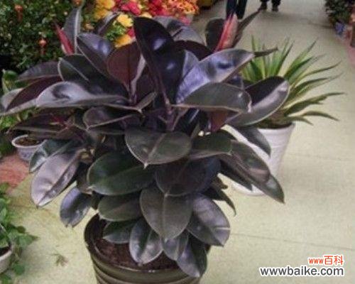 探寻橡皮树的象征意义 橡皮树的寓意与启示