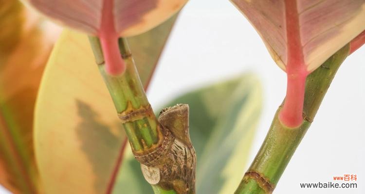 探寻橡皮树的象征意义 橡皮树的寓意与启示