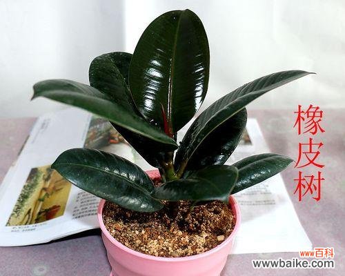 探寻橡皮树的象征意义 橡皮树的寓意与启示