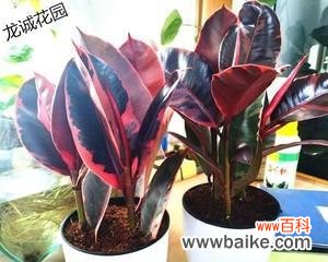 橡皮树花开的美丽意象与象征 橡皮树花开的寓意及花语解读