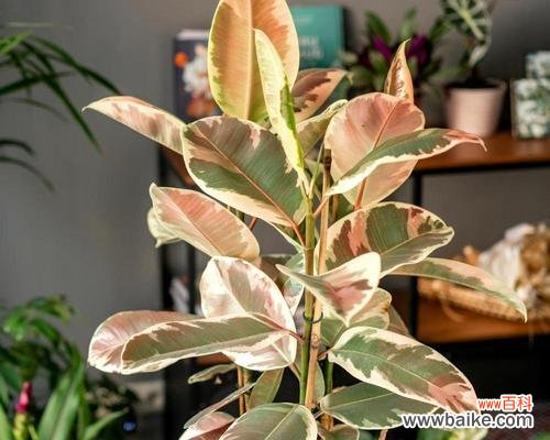 橡皮树花开的美丽意象与象征 橡皮树花开的寓意及花语解读