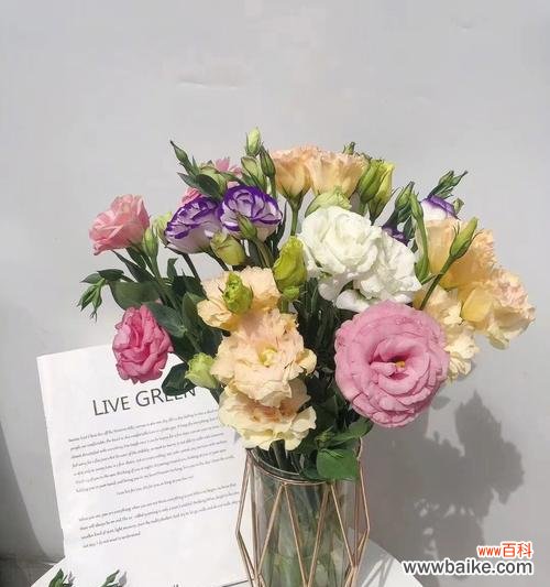 了解香槟洋桔梗花语 香槟洋桔梗的花语与含义