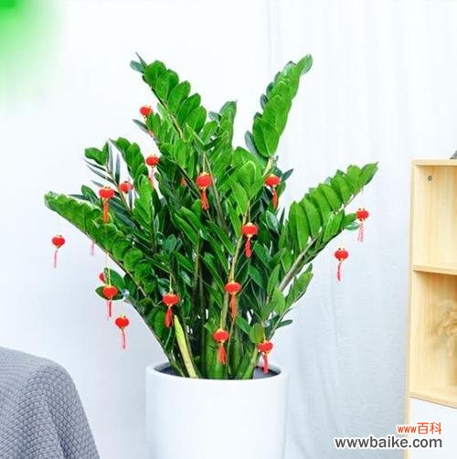 橡皮树带来财富和好运 橡皮树的寓意与招财旺运、吉祥如意