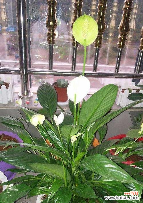 橡皮树带来财富和好运 橡皮树的寓意与招财旺运、吉祥如意