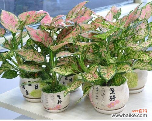 橡皮树带来财富和好运 橡皮树的寓意与招财旺运、吉祥如意