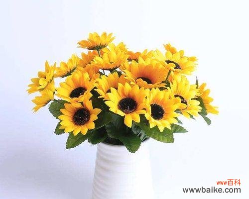 向日葵寓意与不同数量的送花方式 向日葵花语与送花数量的寓意