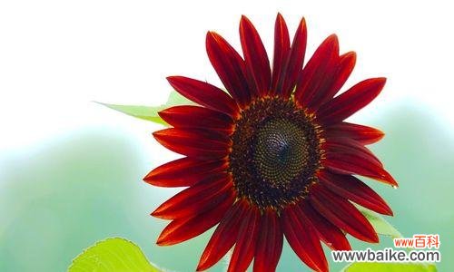 探寻向日葵的象征与美丽 向日葵的花语与寓意