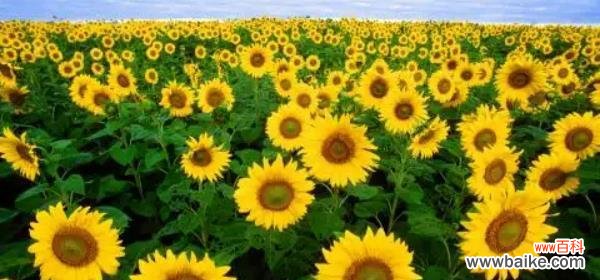 探寻向日葵的象征与美丽 向日葵的花语与寓意