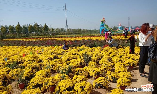 探索自然界中那些充满韧性的植物 坚韧不拔的植物